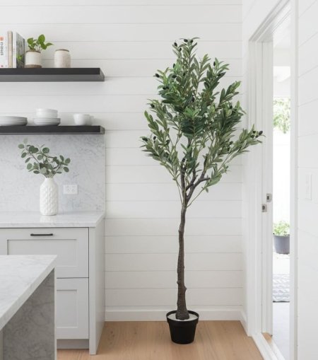 شجرة زيتون 165 سم